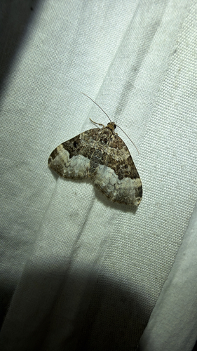 American Sharp-angled Carpet (Euphyia intermediata)