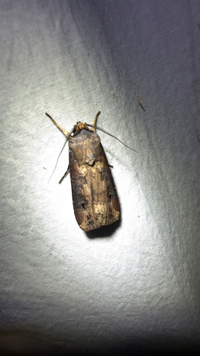 Ipsilon Dart Moth (Agrotis ipsilon)