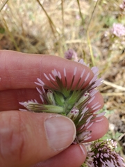 Castilleja lineariloba