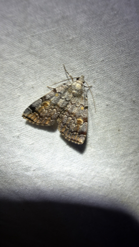 American Idia Moth (Idia americalis)