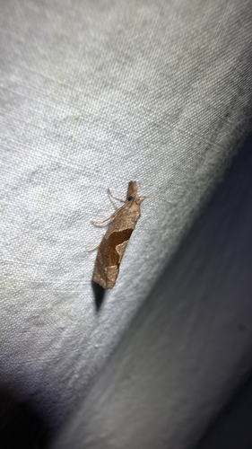 Similar Pelochrista (Pelochrista similiana)
