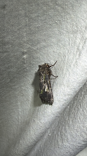 Bristly Cutworm Moth (Lacinipolia renigera)