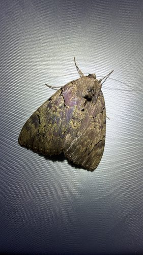 Darling Underwing (Catocala cara)