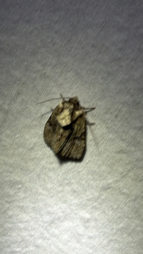 Black-banded Brocade (Oligia modica)
