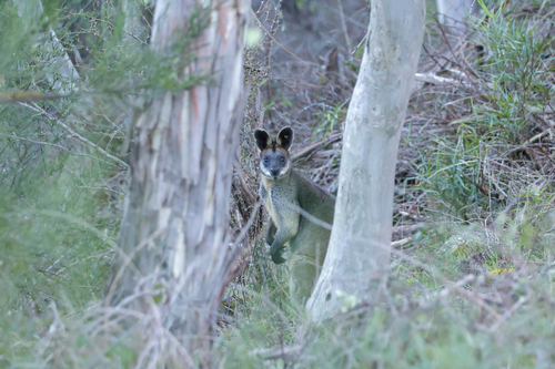 Swamp Wallaby