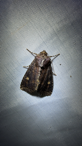 Doubtful Apamea Moth (Apamea dubitans)