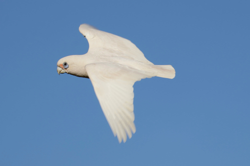 Little Corella