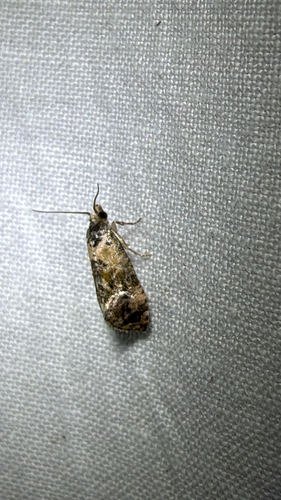 Hoffman's Cochylid Moth (Cochylichroa hoffmanana)