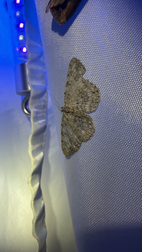 Porcelain Gray (Protoboarmia porcelaria)