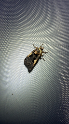 Greater Black-letter Dart (Xestia dolosa)