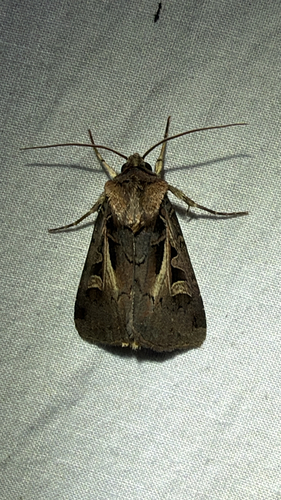 Master's Dart (Feltia herilis)