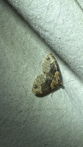 Dark-barred Twin-spot Carpet (Xanthorhoe ferrugata)