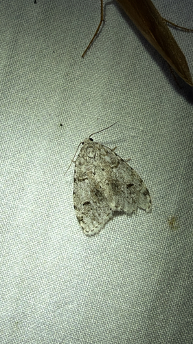 Little White Lichen Moth (Clemensia albata)
