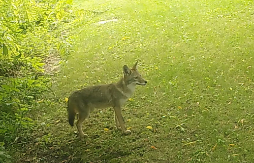 Coyote