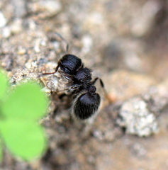 Meranoplus peringueyi