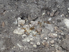 Camponotus festinatus