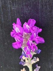 Oxytropis lambertii, photograph (c) Jo Roberts, some rights reserved (CC BY)