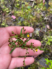 Hypericum canadense, photograph author not stated, no rights reserved