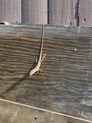 Anolis carolinensis