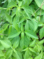 Dicliptera brachiata