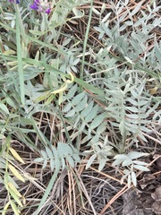 Oxytropis lambertii, photograph (c) Jo Roberts, some rights reserved (CC BY)