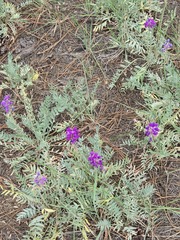 Oxytropis lambertii, photograph (c) Jo Roberts, some rights reserved (CC BY)