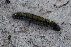 Bombycomorpha bifascia