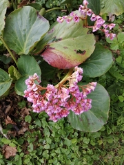 Bergenia