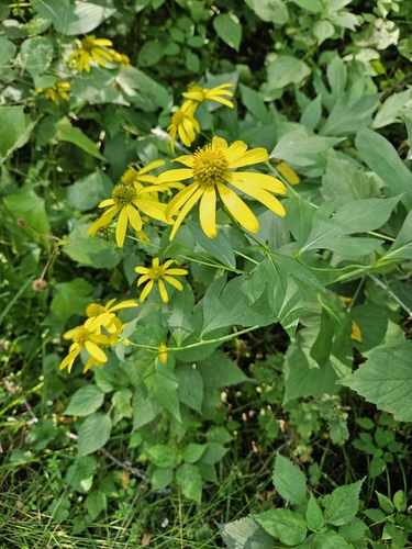 cutleaf coneflower