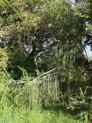 Melaleuca viminalis viminalis