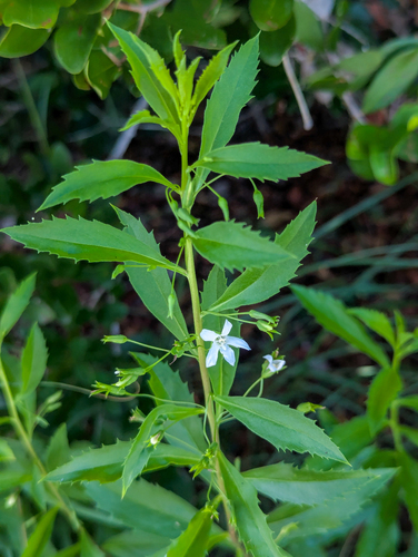 Capraria biflora, photograph 1