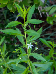 Capraria biflora