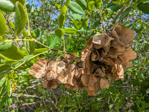 Piscidia piscipula, photograph 1