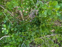 Sideroxylon celastrinum, photograph (c) Tom Field, some rights reserved (CC BY)