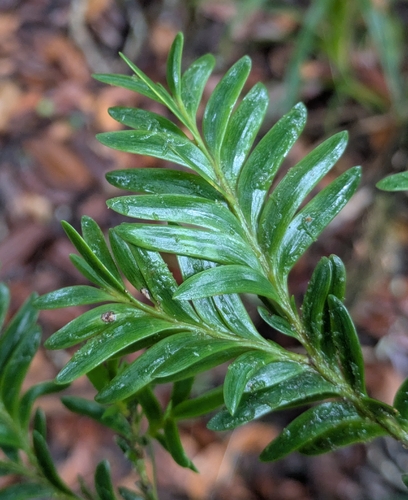 Falcatifolium taxoides observed 2026-08-30