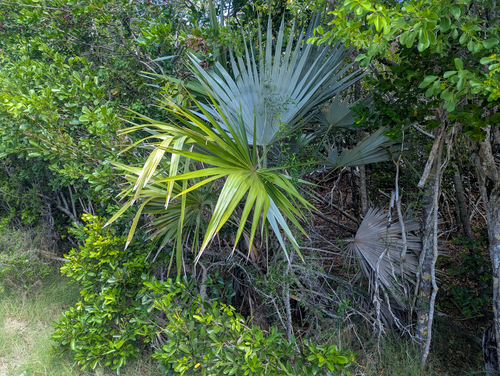 Leucothrinax morrisii