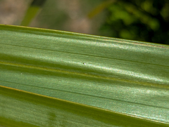 Leucothrinax morrisii, photograph (c) Tom Field, some rights reserved (CC BY)