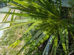 Leucothrinax morrisii, photograph (c) Tom Field, some rights reserved (CC BY)