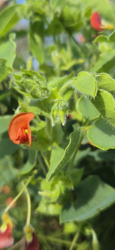 Kennedia stirlingii observed 2026-08-25