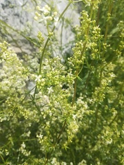 Galium mollugo