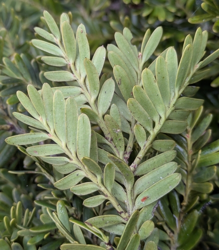 Prumnopitys ferruginoides observed 2026-08-30