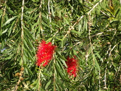 Melaleuca viminalis viminalis