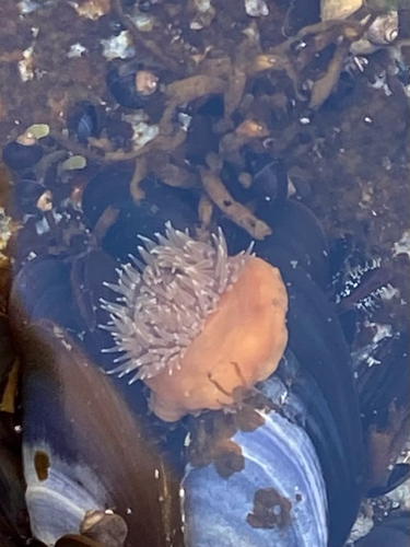 Plumose Anemone