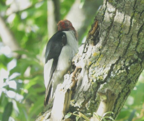 Red-headed Woodpecker