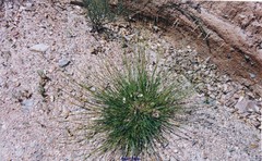 Festuca indigesta
