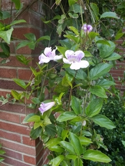Bignonia callistegioides