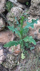 Lactucinae