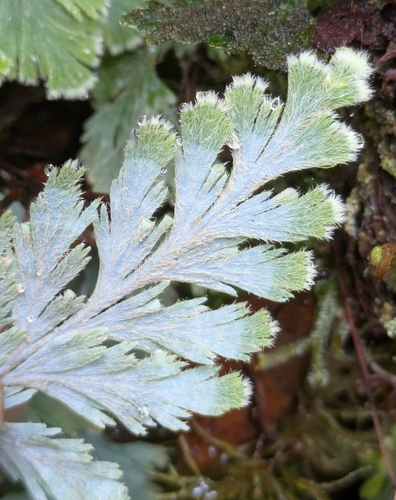 Hymenophyllum pallidum observed 2026-08-30