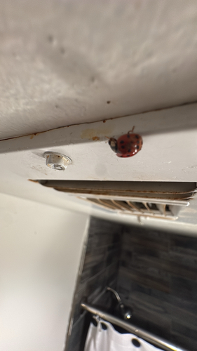 Asian Lady Beetle