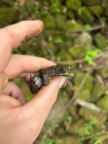 Green Frog